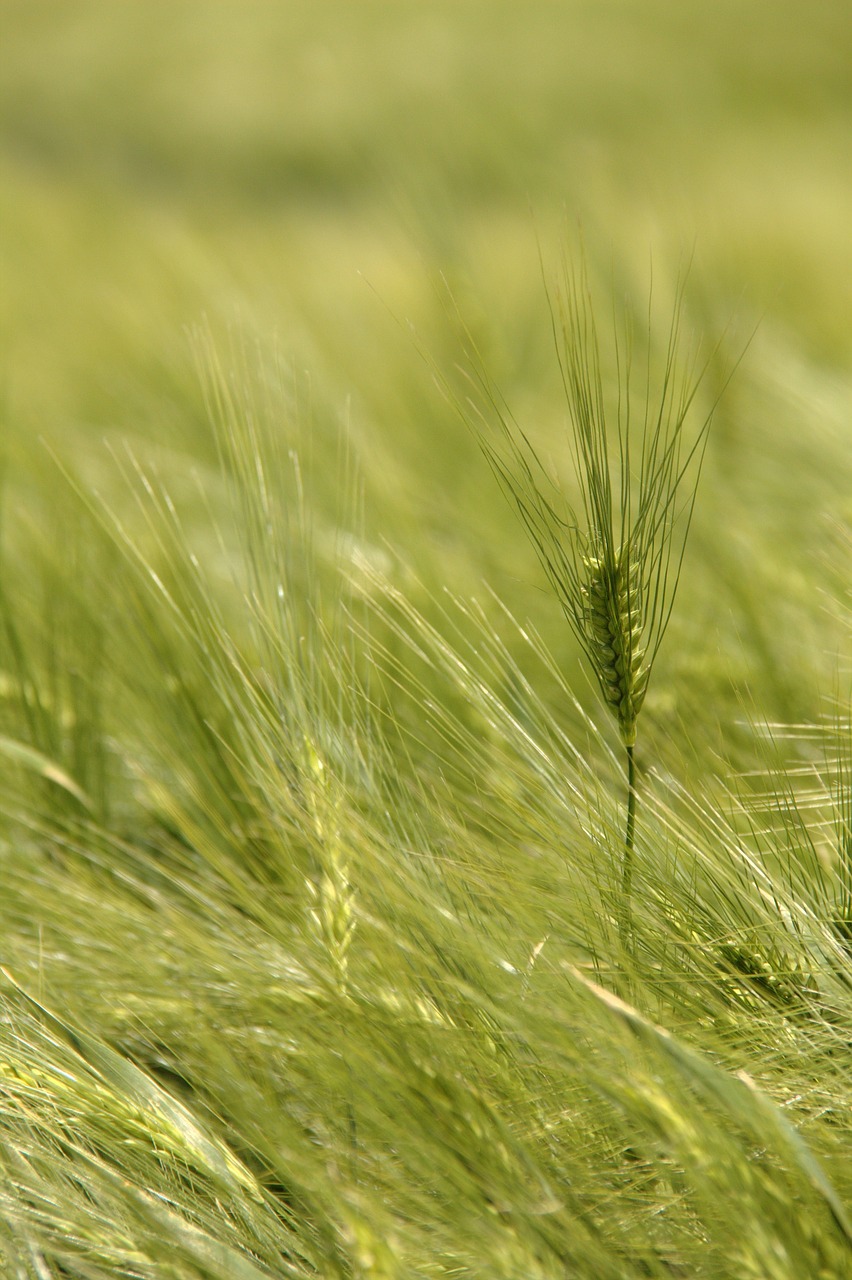 germany farm field free photo