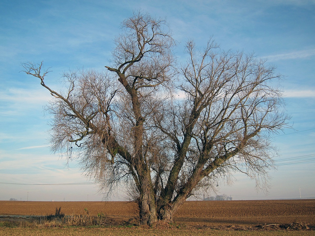 germany landscape tree free photo