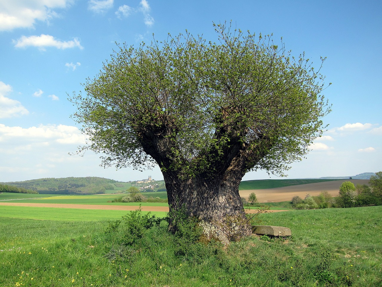 germany landscape tree free photo