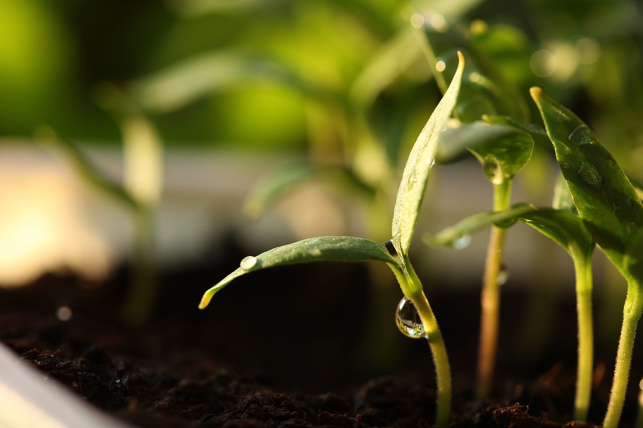 germinate  seeds  plants free photo
