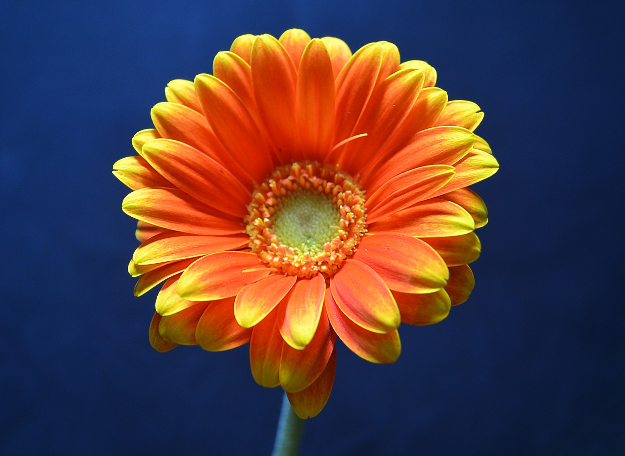 germini flower orange free photo