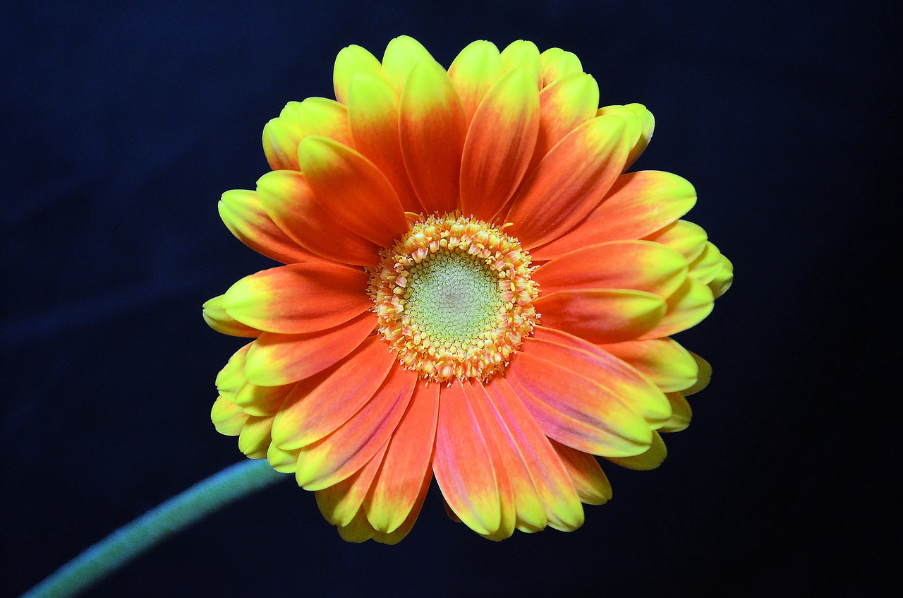 germini orange flower flower free photo