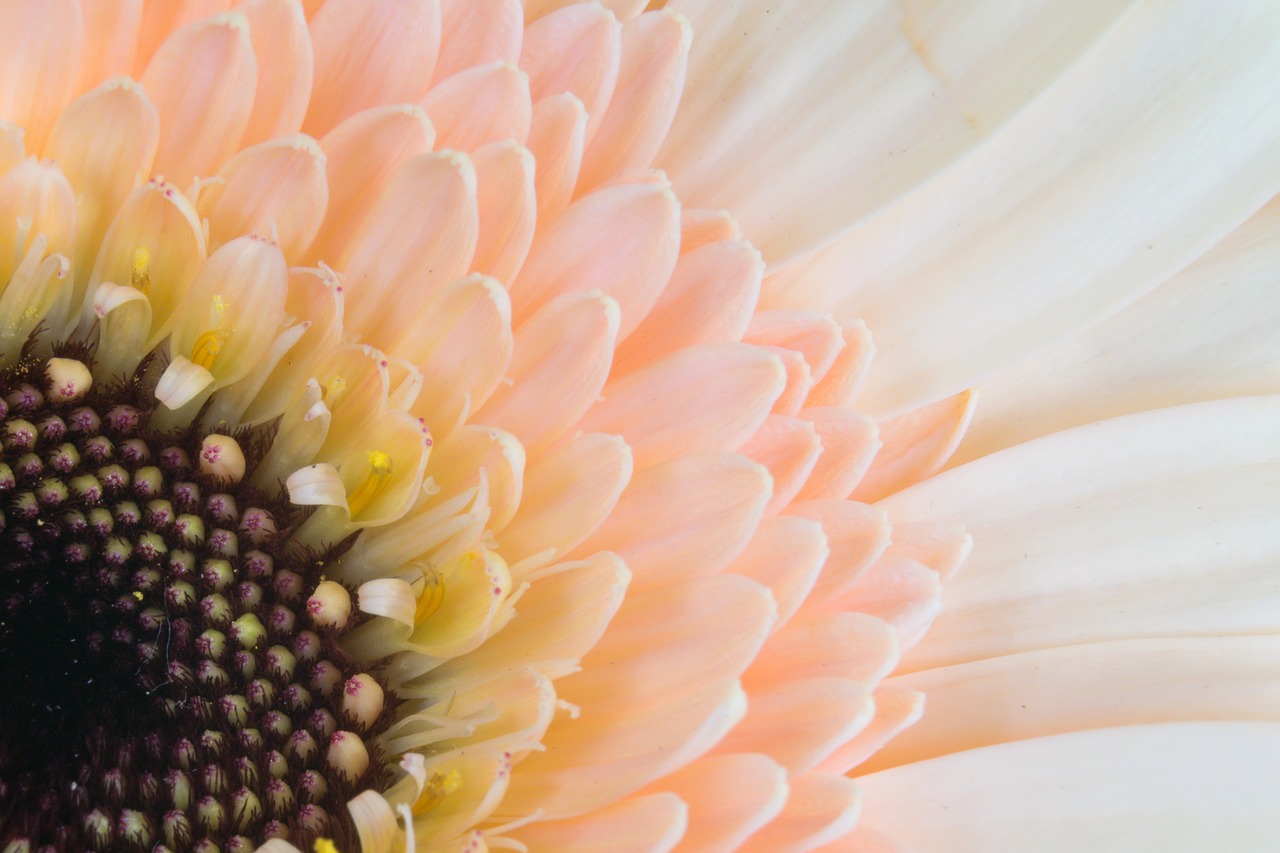 germini gerbera florist free photo