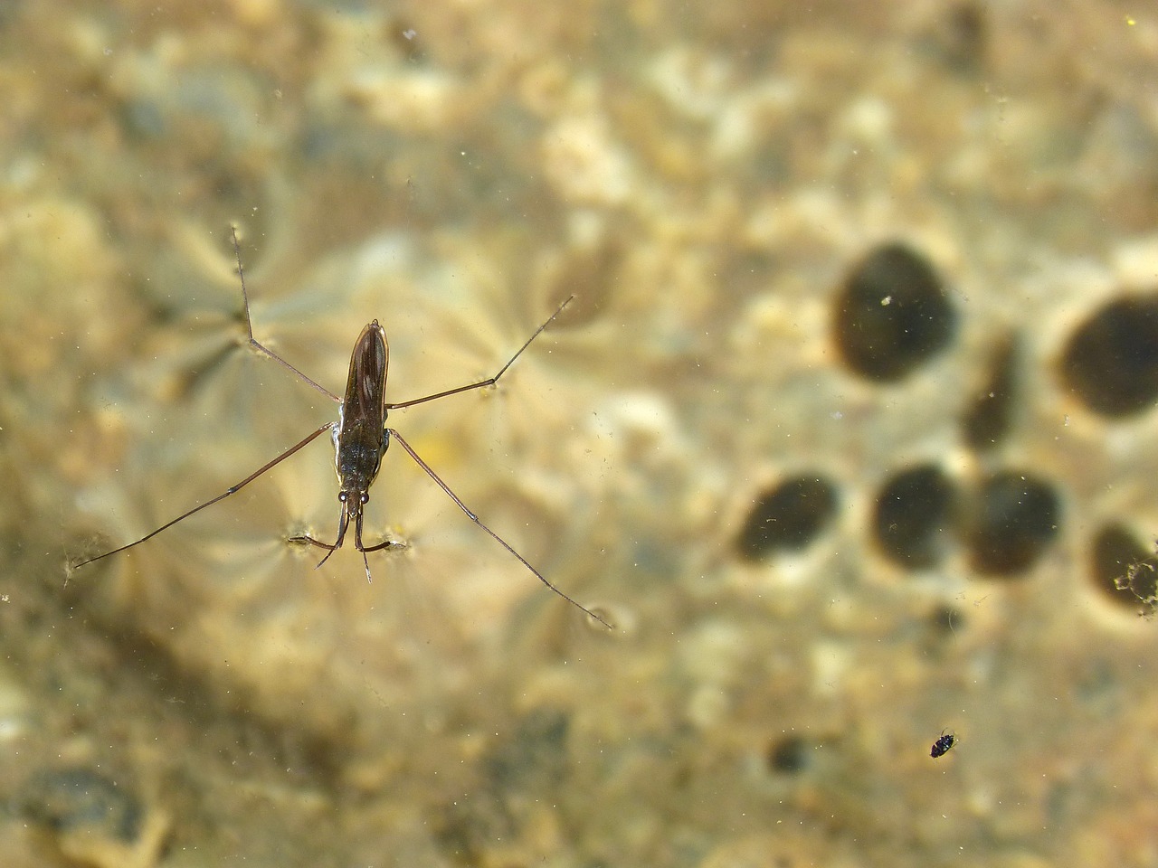 gerridae sabater aquatic insect free photo