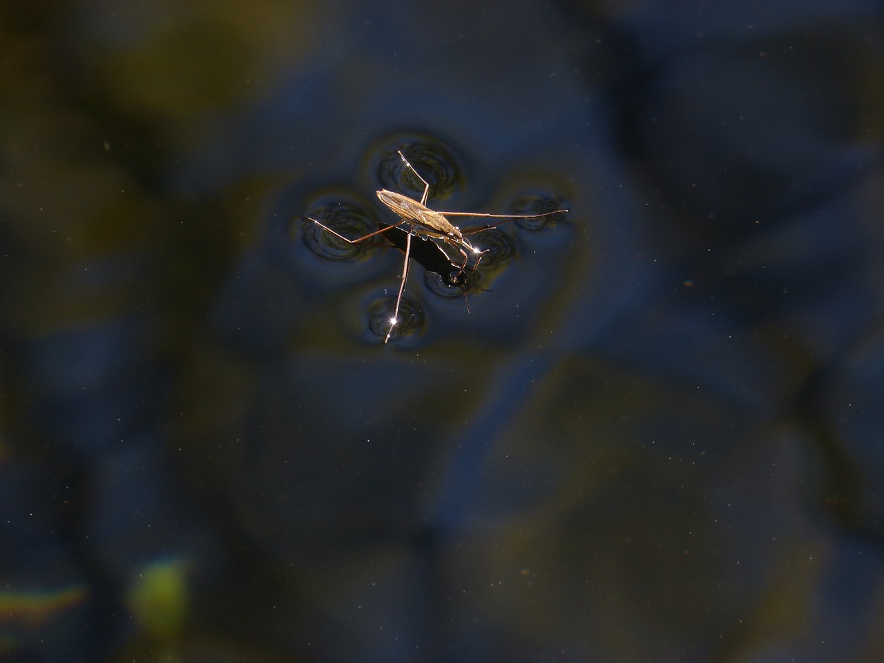 gerridae  sabater  aquatic insect free photo