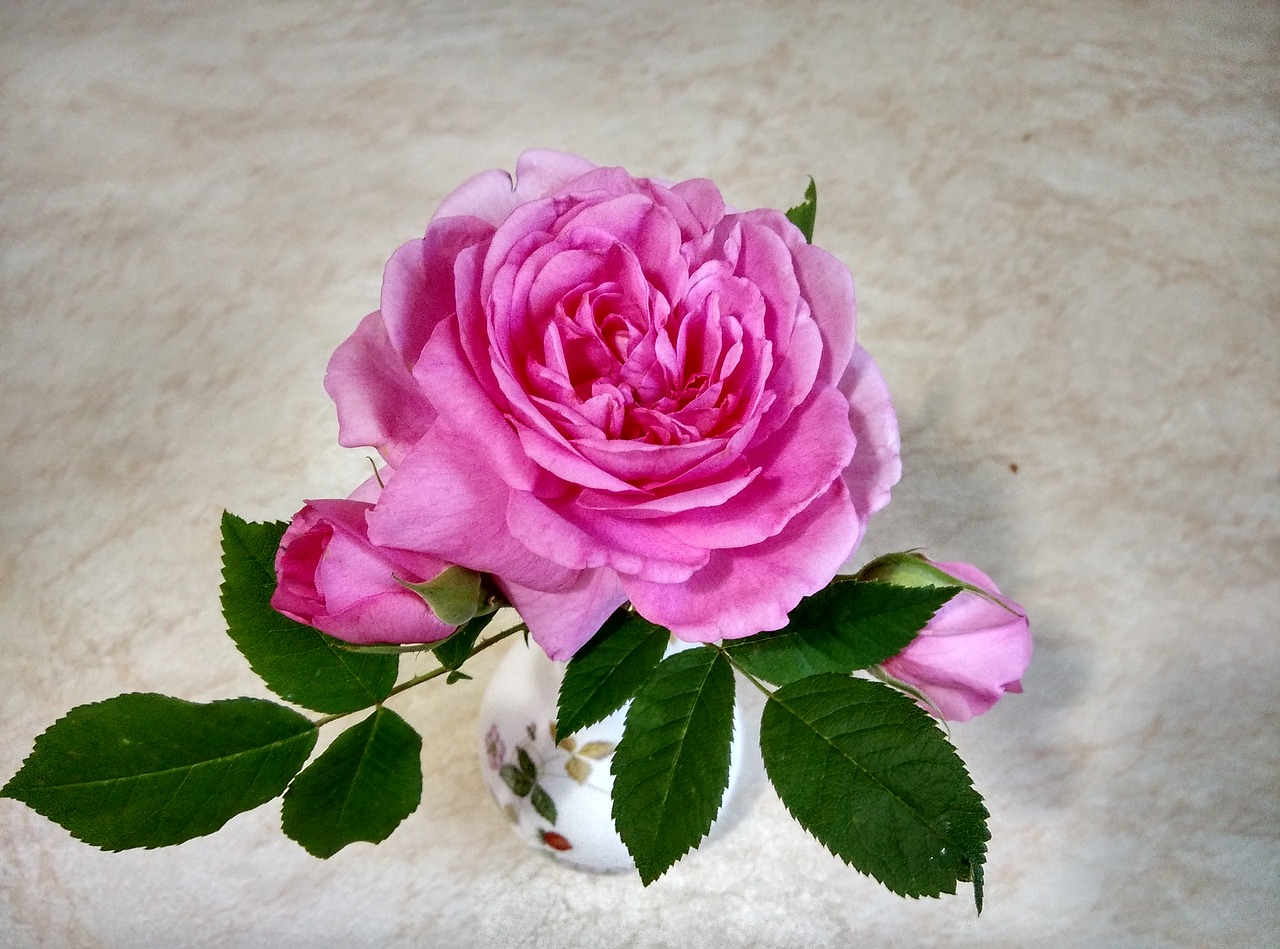 gertrude jekyll rose flowers free photo