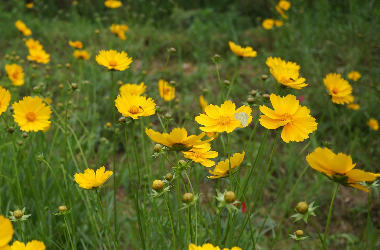 gesanghua yellow flowers natural free photo