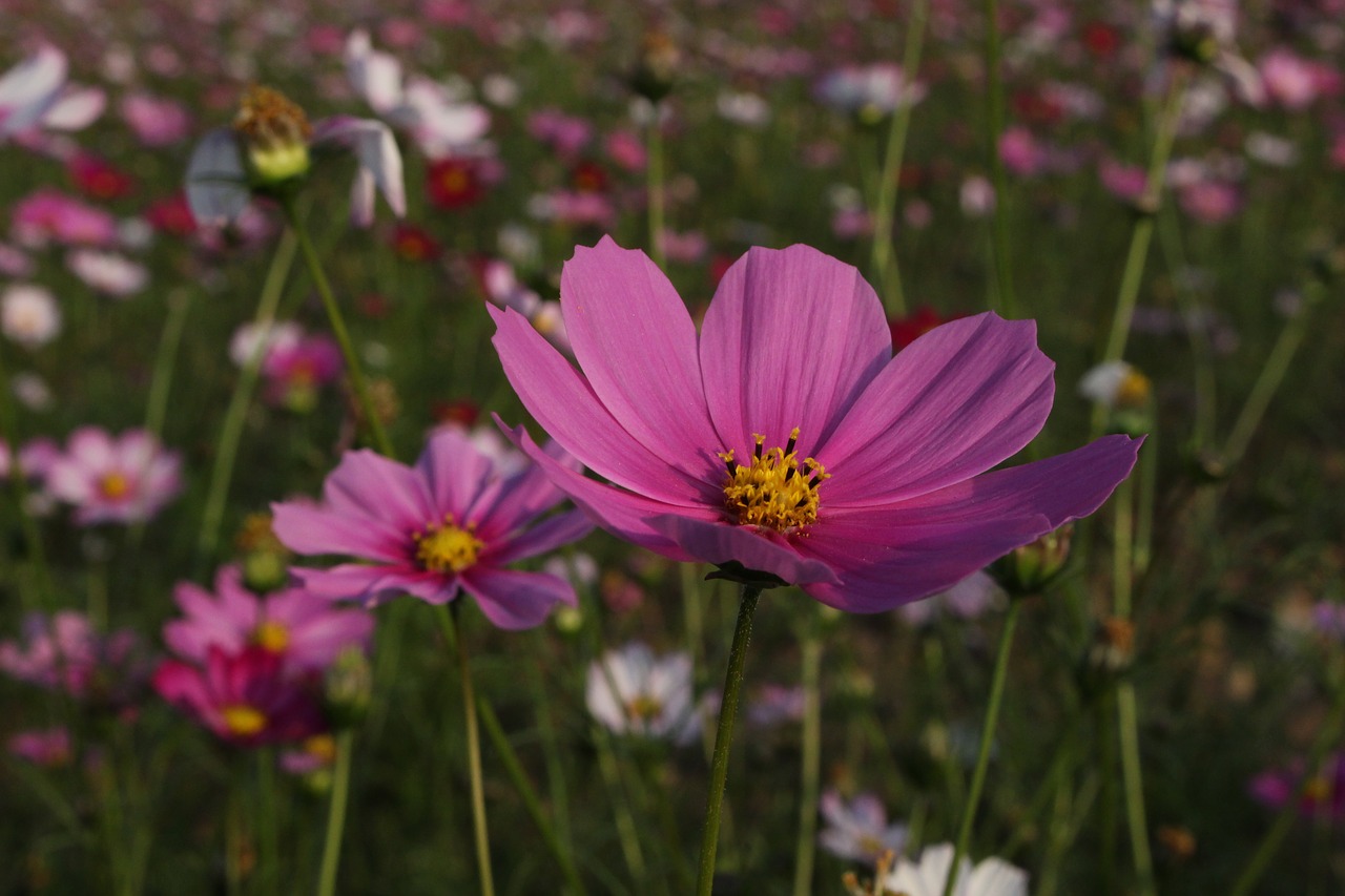 gesanghua pink flowers free photo