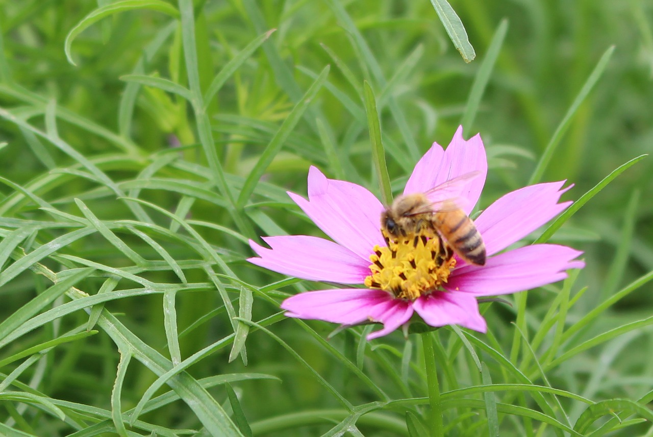 gesanghua flowers views free photo