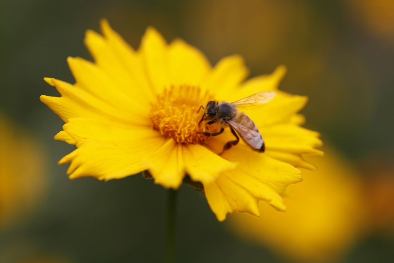 gesanghua bee yellow free photo