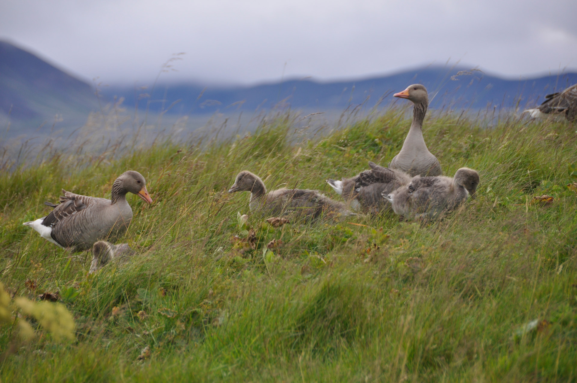 geese prairie bird free photo