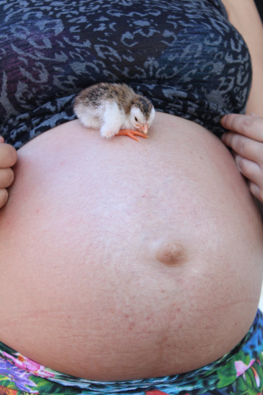 gestation pregnancy chick free photo