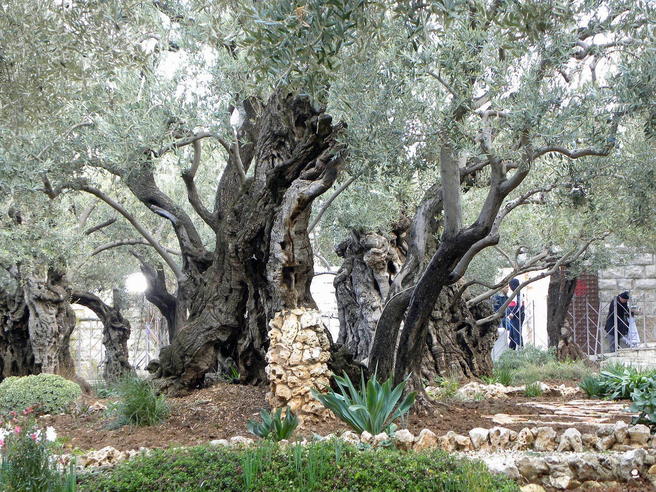 gethsemane garden jerusalem free photo