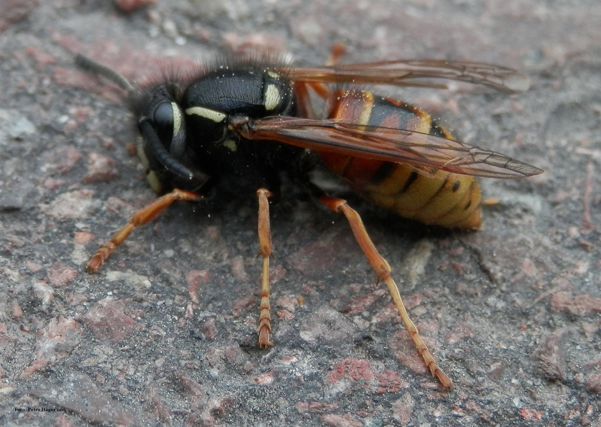 wasp sting wasp free photo