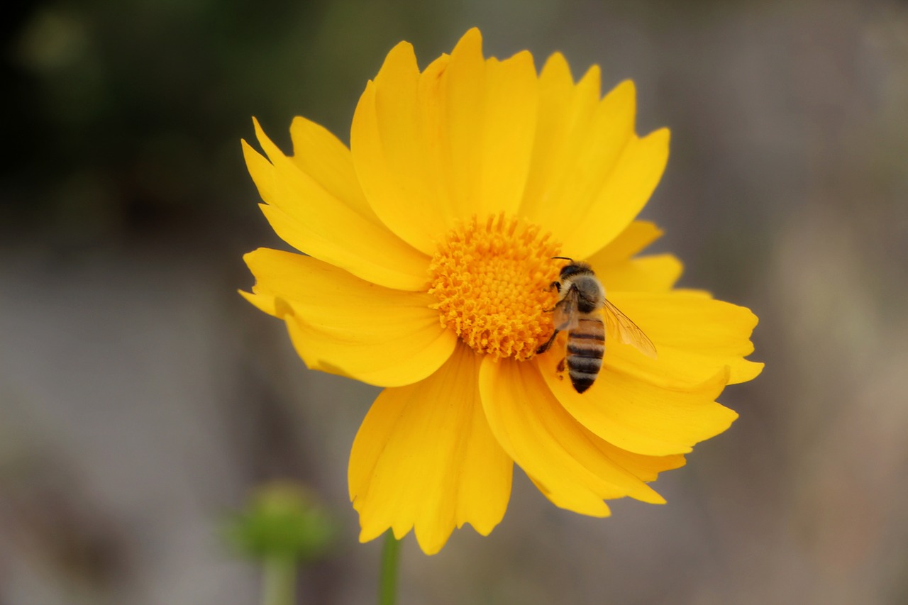 geumgyeguk bee plants free photo