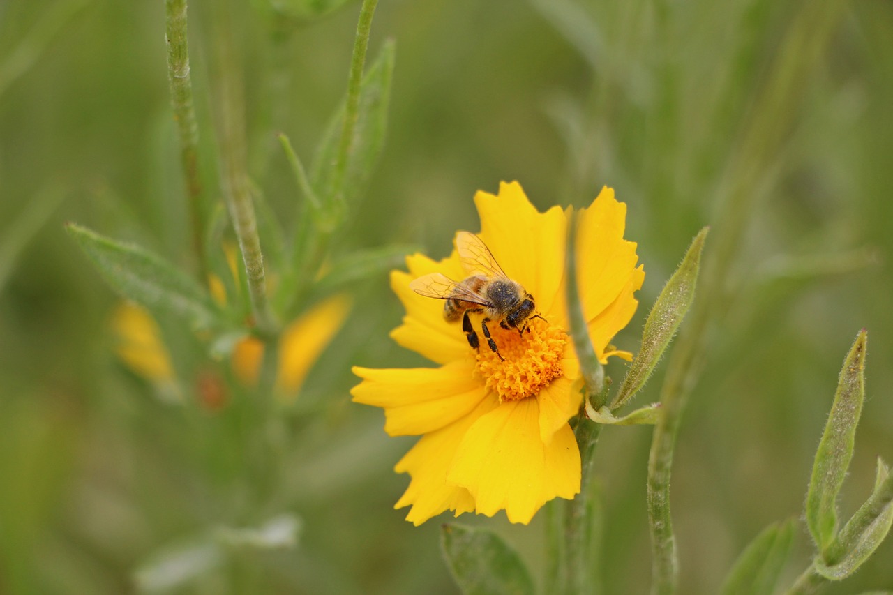 geumgyeguk bee plants free photo