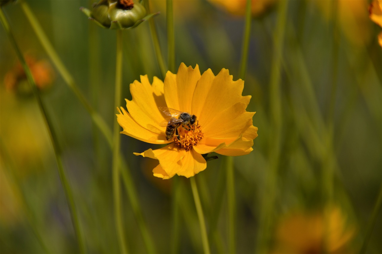 geumgyeguk  flowers  yellow free photo