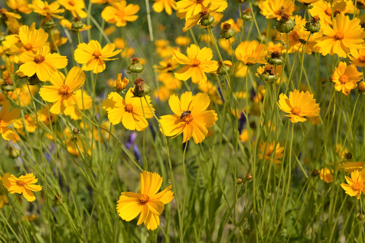 geumgyeguk  flowers  yellow free photo