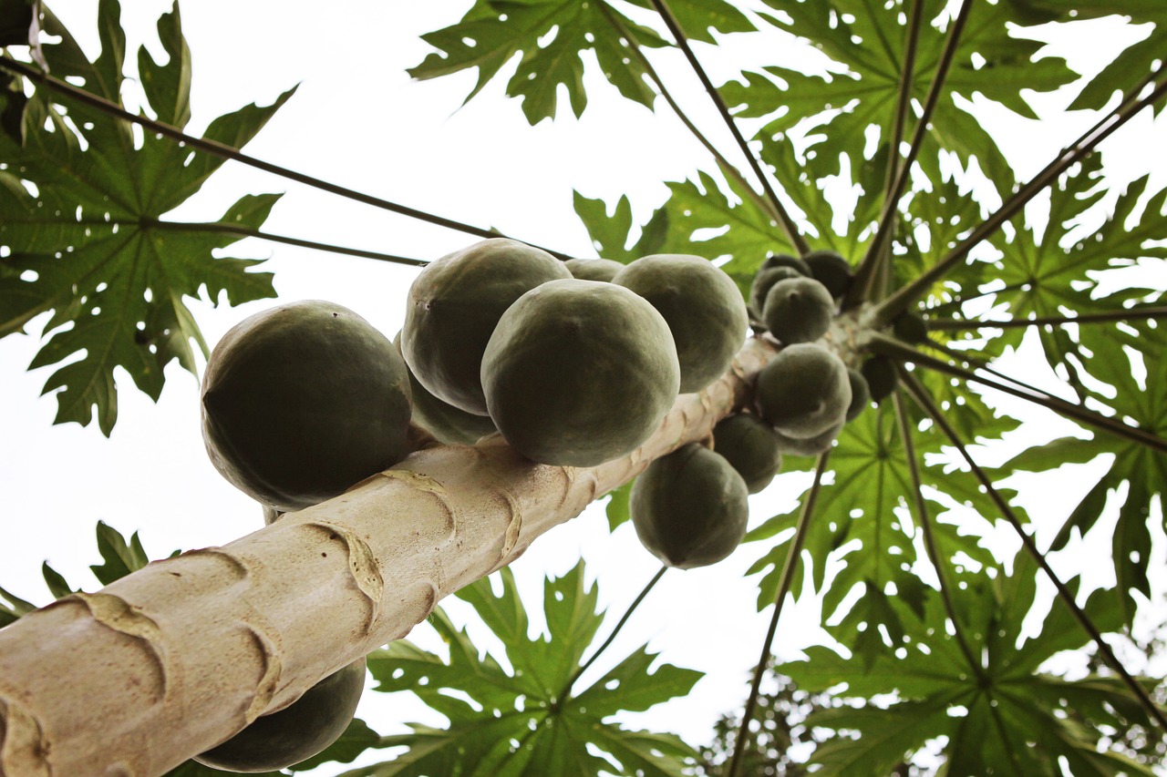 ghana coconut tree africa free photo