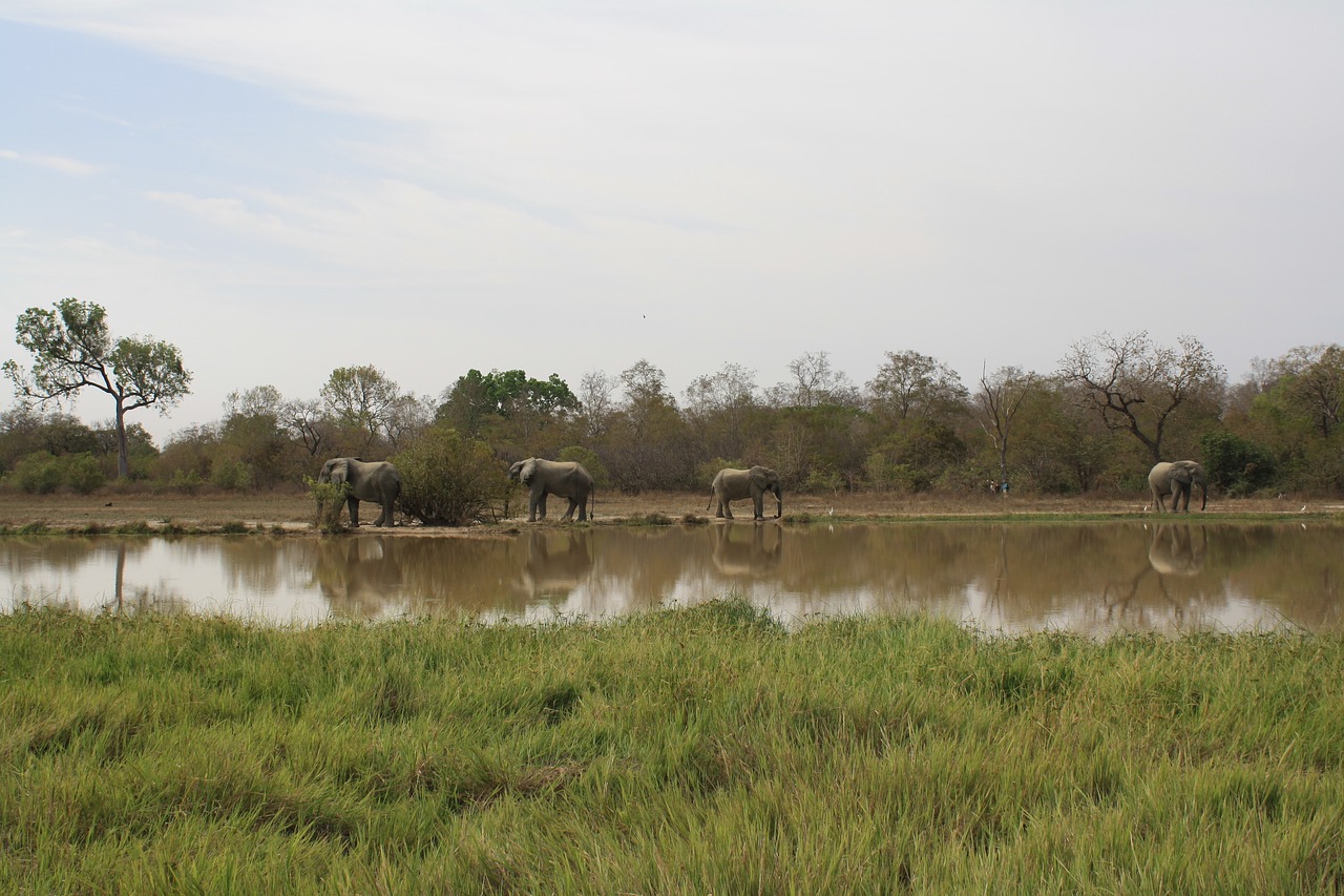 ghana elephants natural reserve free photo
