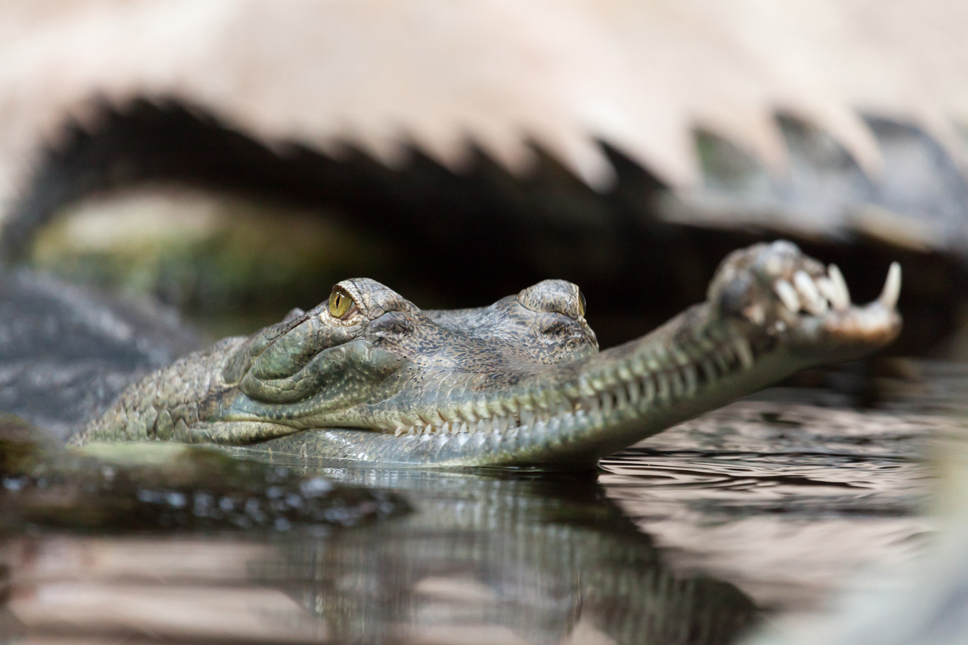 gavial gharial alligator free photo