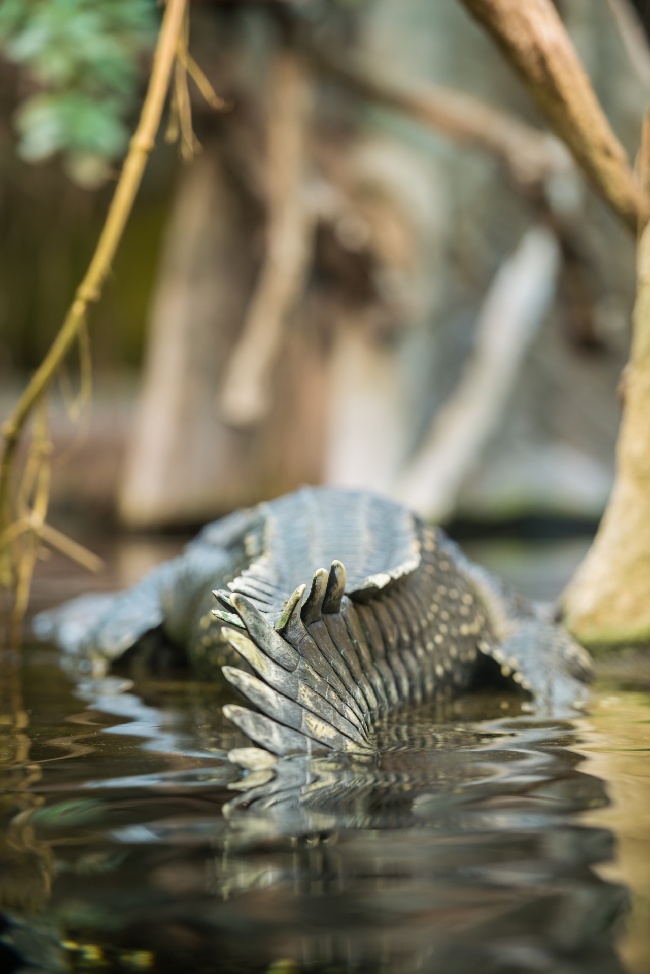 gharial gavialis gangeticus crocodile free photo