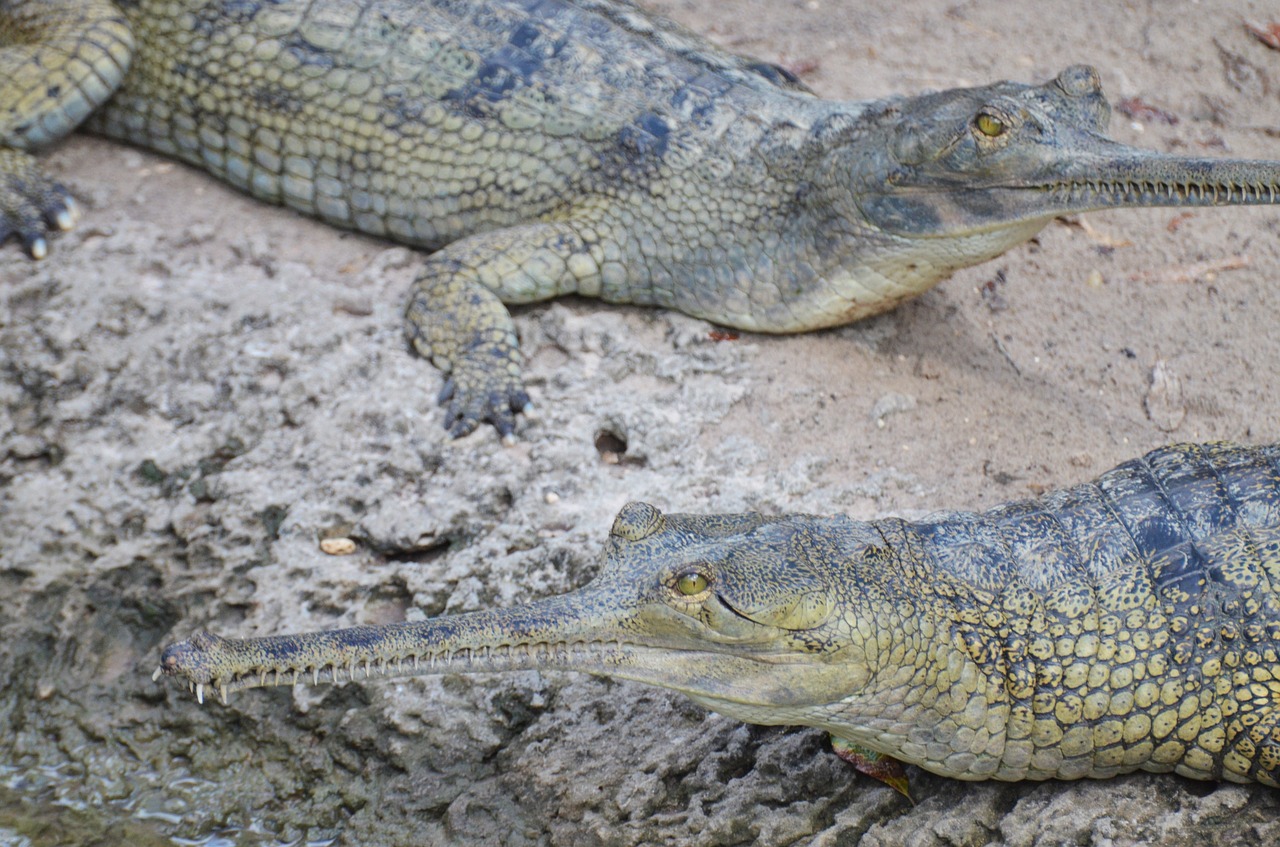 gharial crocodile reptile free photo
