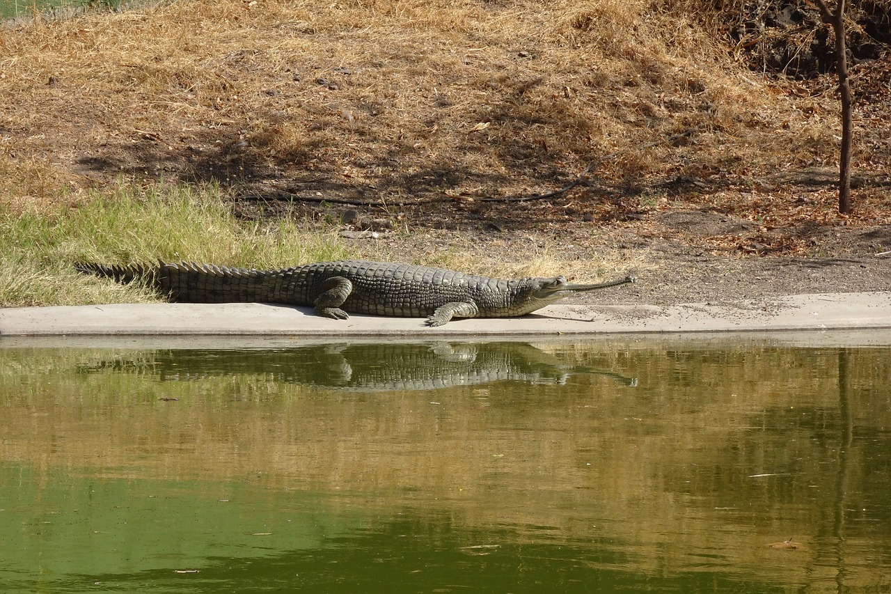 gharial  gavialis gangeticus  gavial free photo