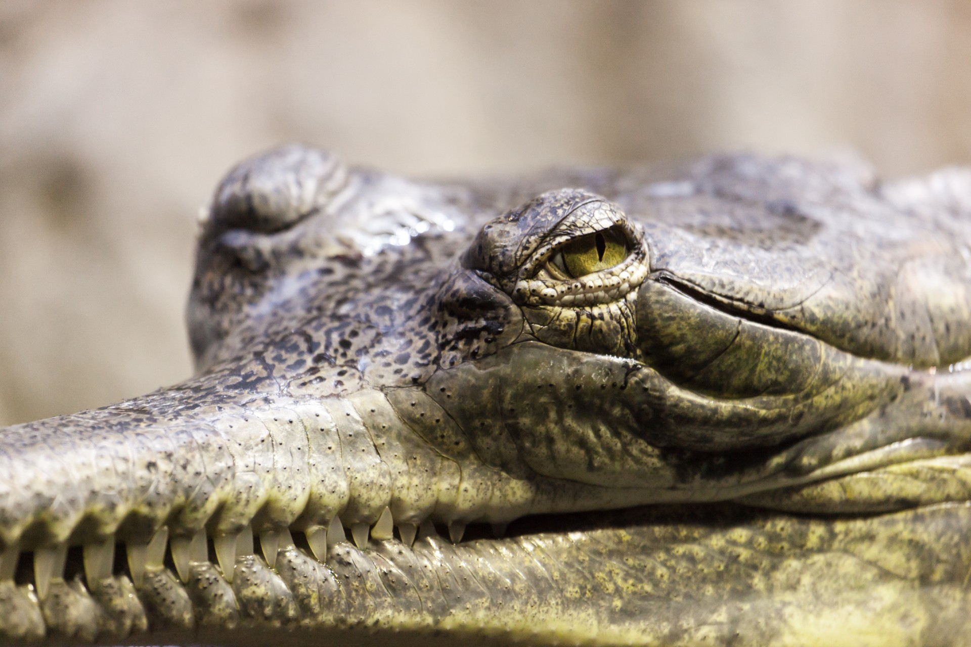 gavial gharial alligator free photo