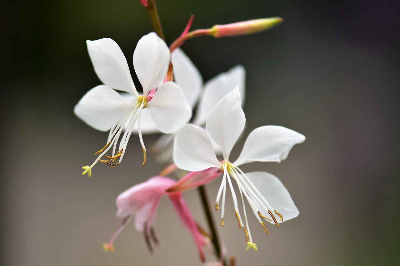 ghaura  glory candle  plant free photo