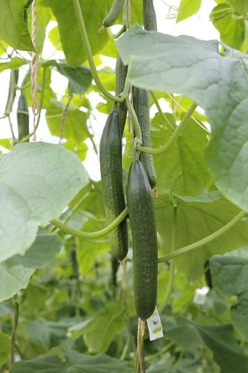 gherkins cucumbers vegetables free photo