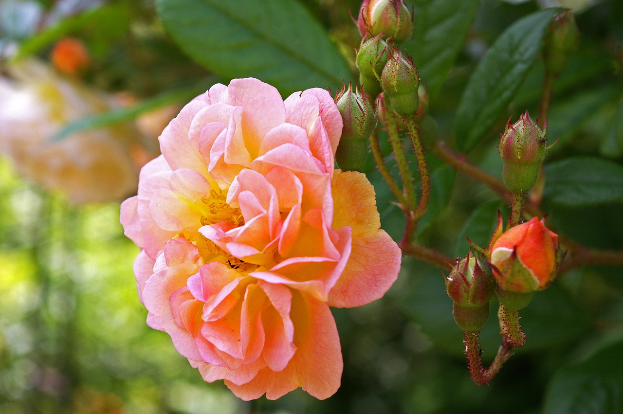 ghischlaine de filigonde rose rampler rose free photo