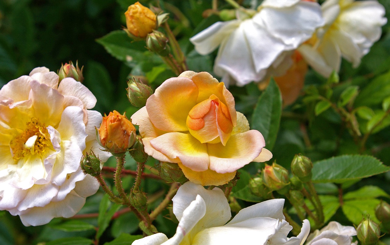 ghischlaine de filigonde rose rampler rose free photo