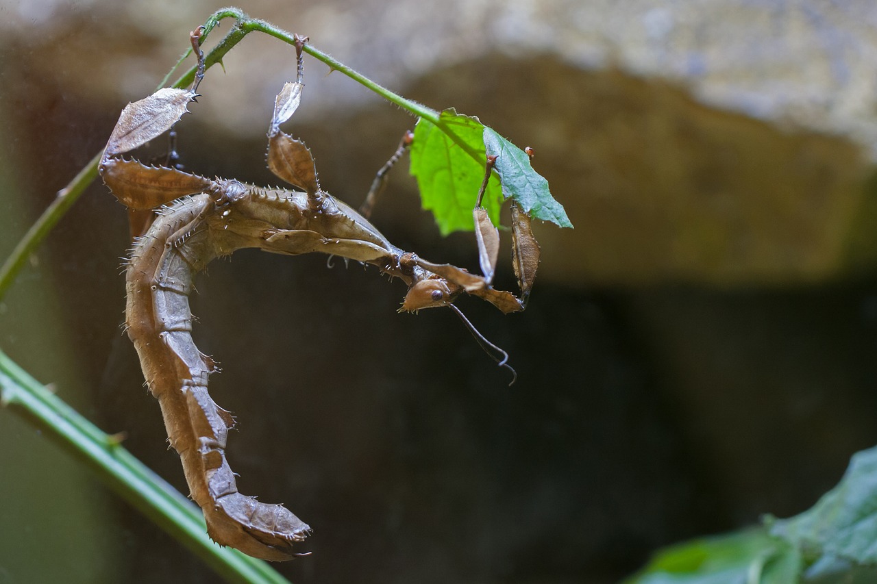 ghost insect insect nature free photo