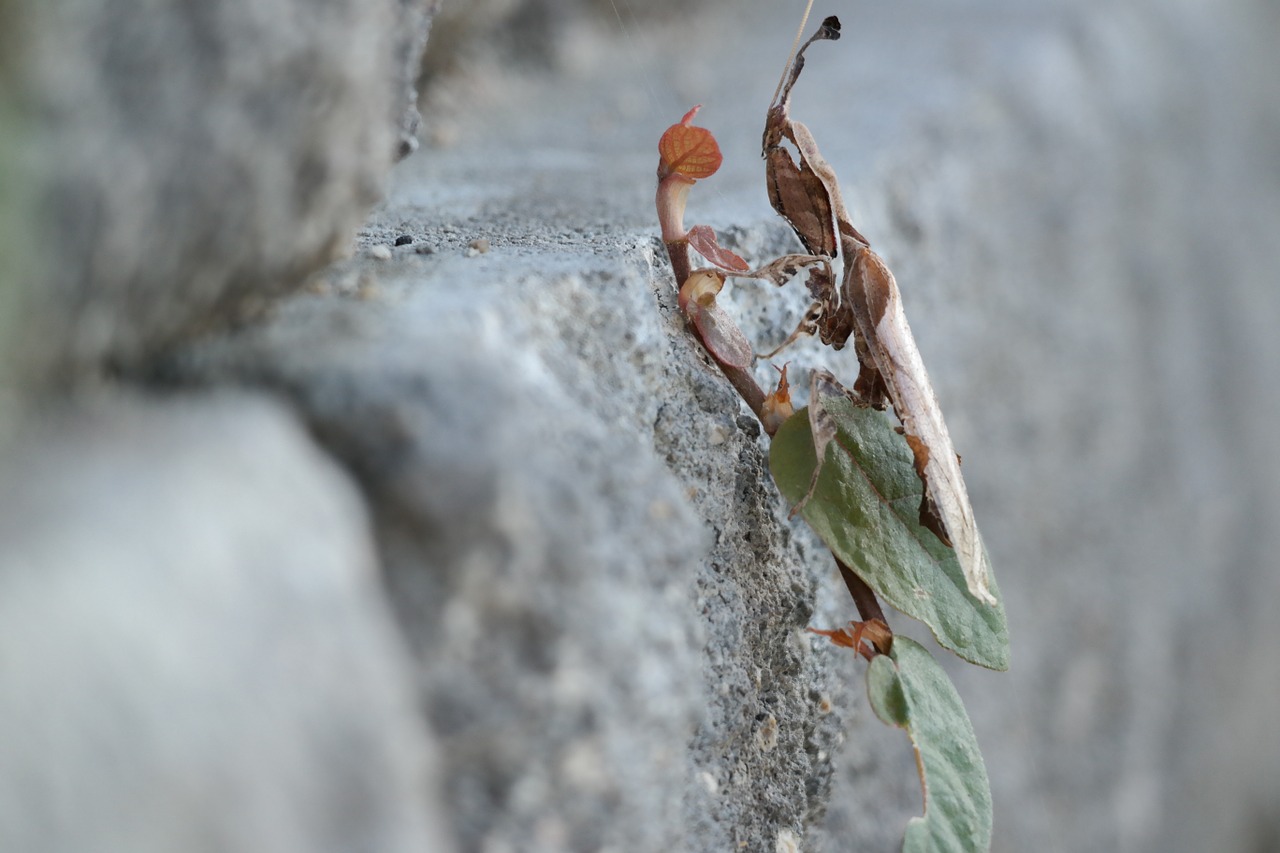 ghost mantis praying mantis camouflage free photo