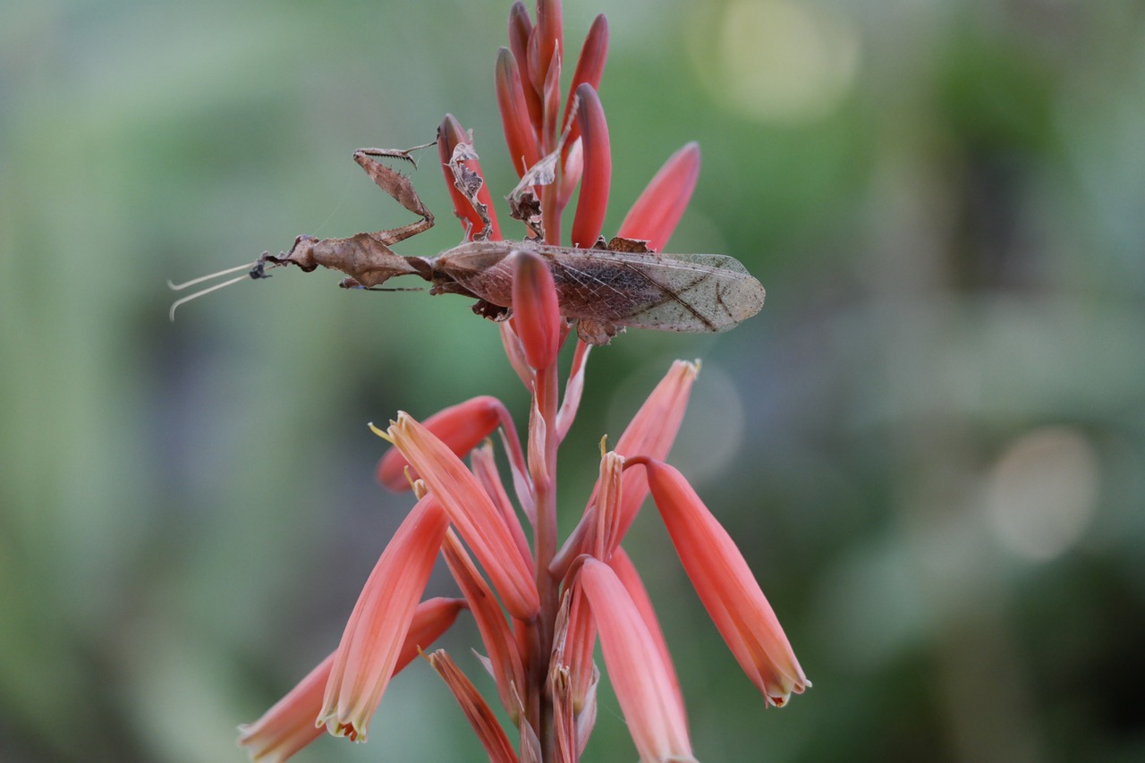 ghost mantis praying mantis insect free photo
