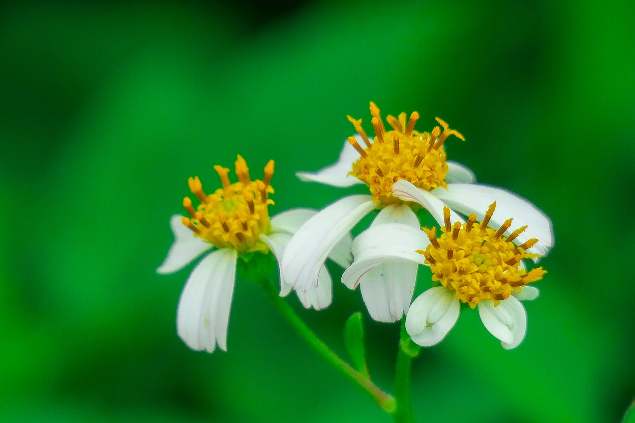 ghost of the needle ju  nature  flower free photo