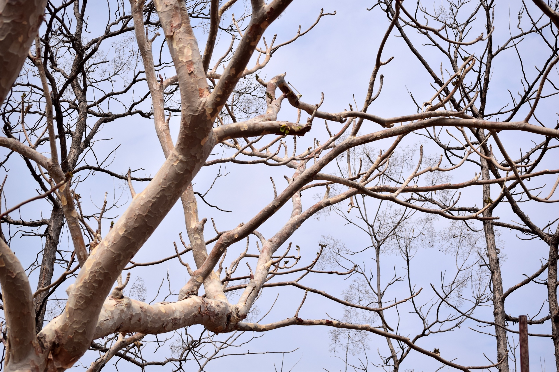 tree trunk branches free photo