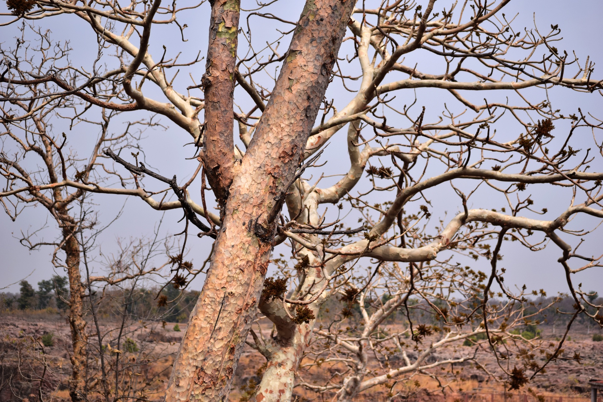 tree trunk branches free photo