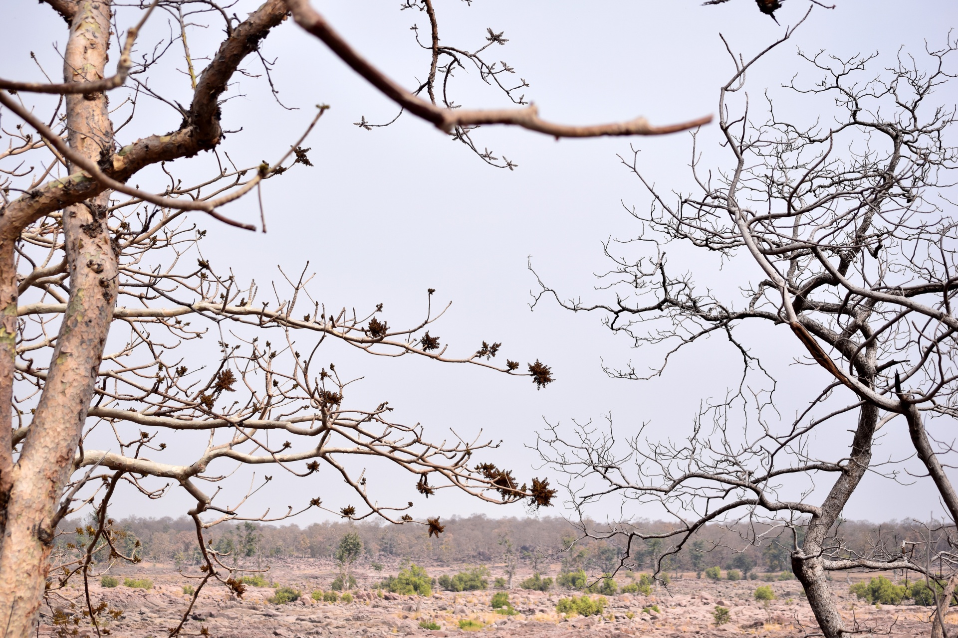 tree trunk branches free photo