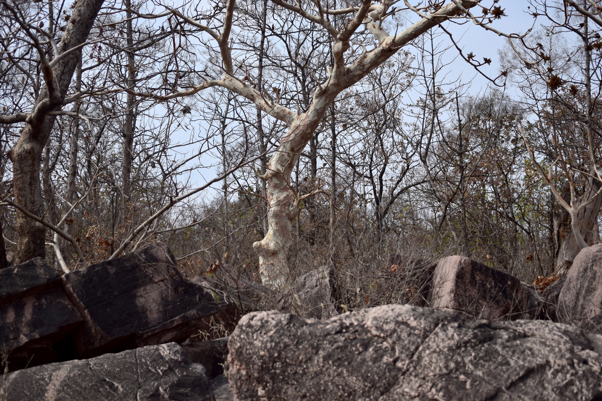 tree trunk branches free photo