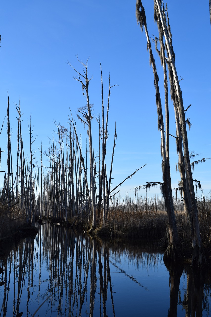 ghost trees trees river free photo