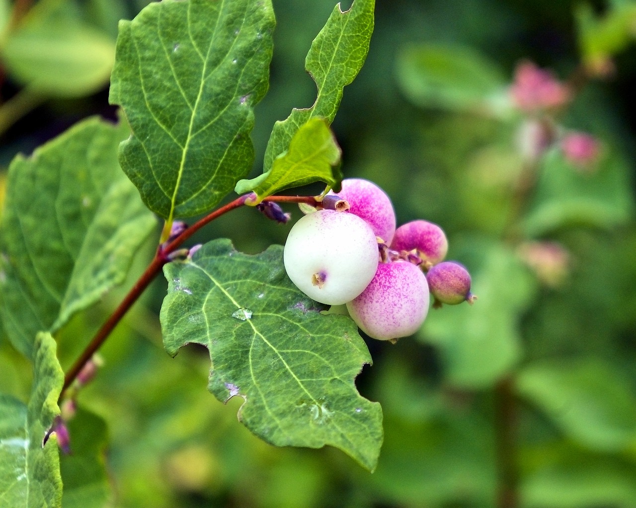 ghostberry  snowberry  waxberry free photo