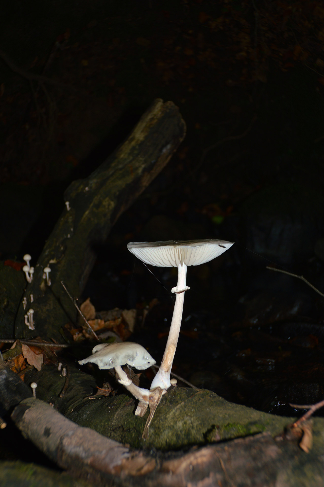 beech tree woodland fungus free photo