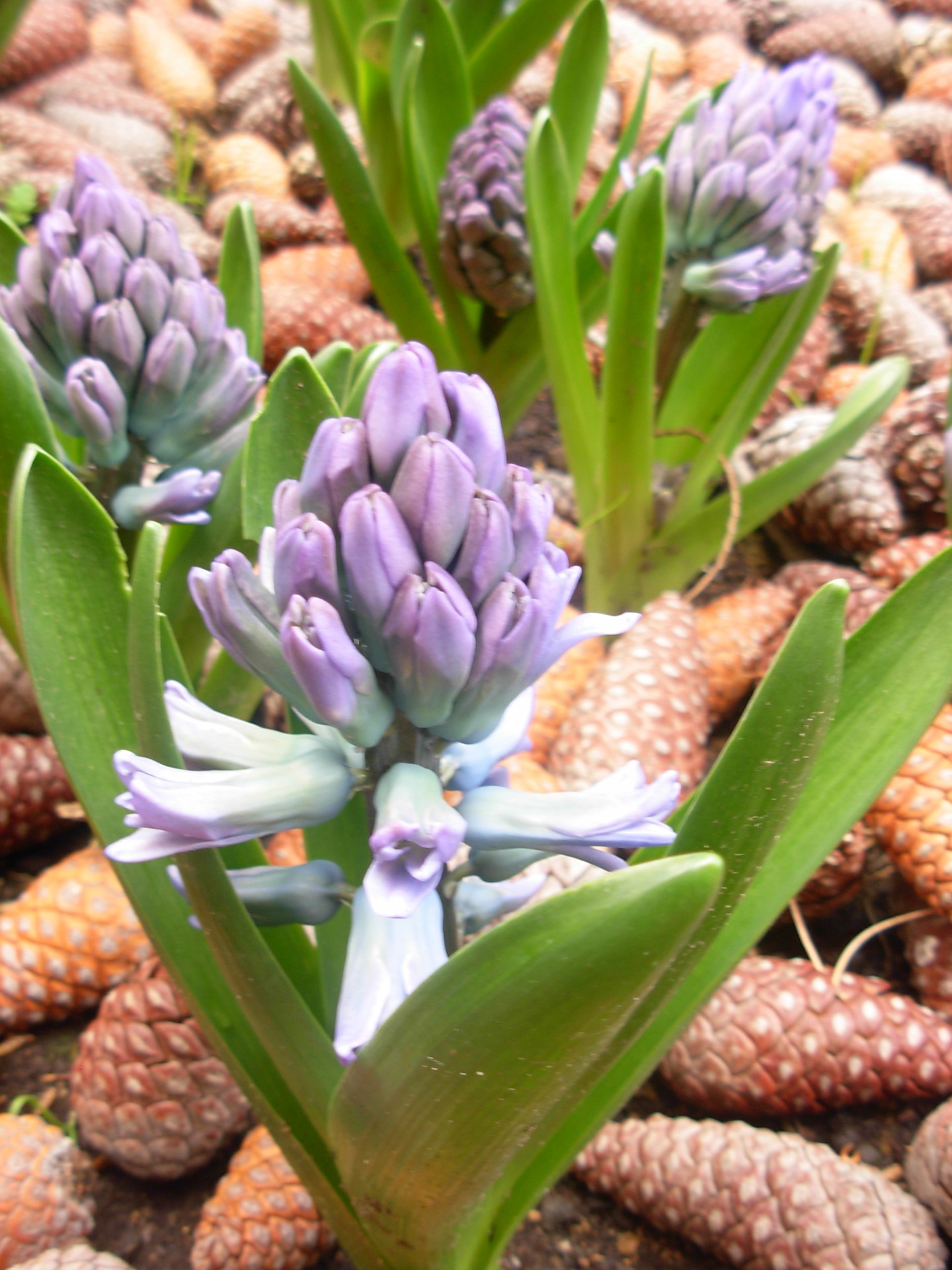 hyacinths flowers pine cones free photo