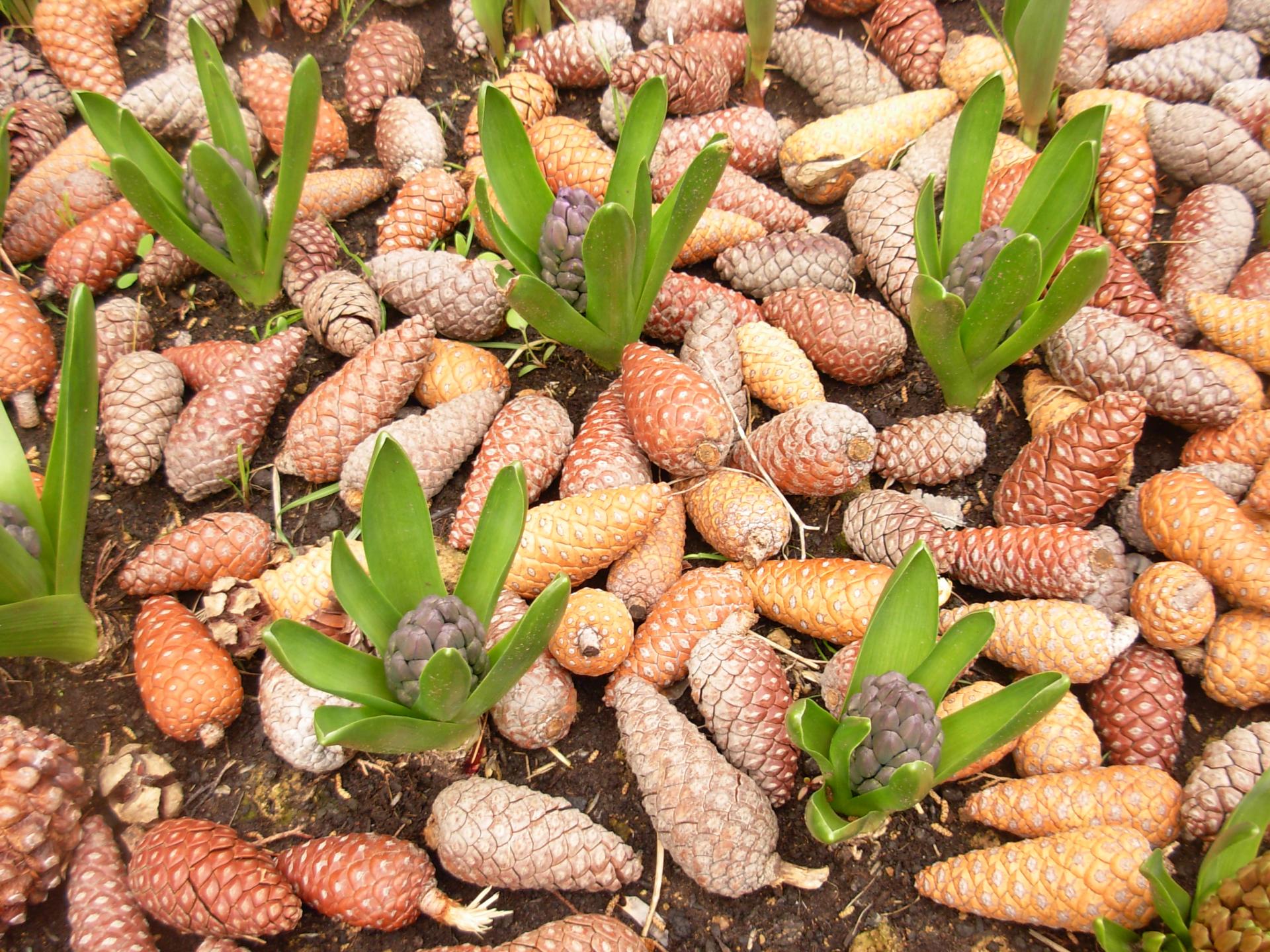 flowers spring hyacinths free photo