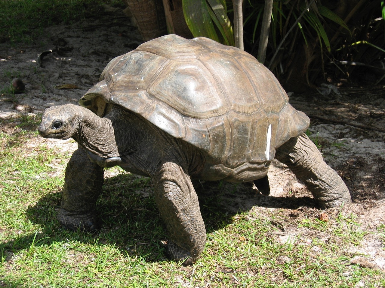 giant tortoise old free photo