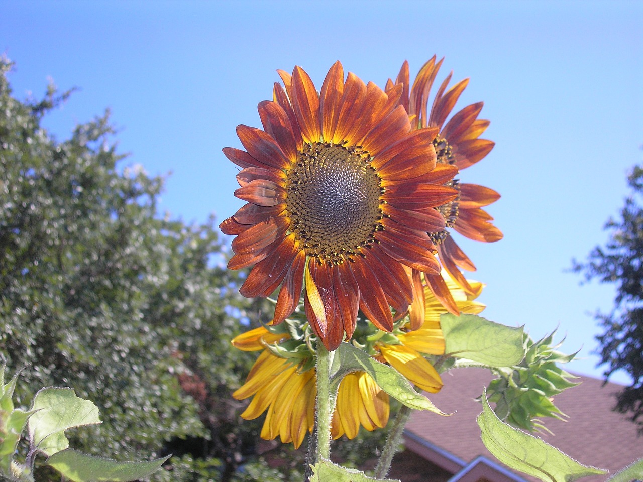 giant sunflower petals free photo