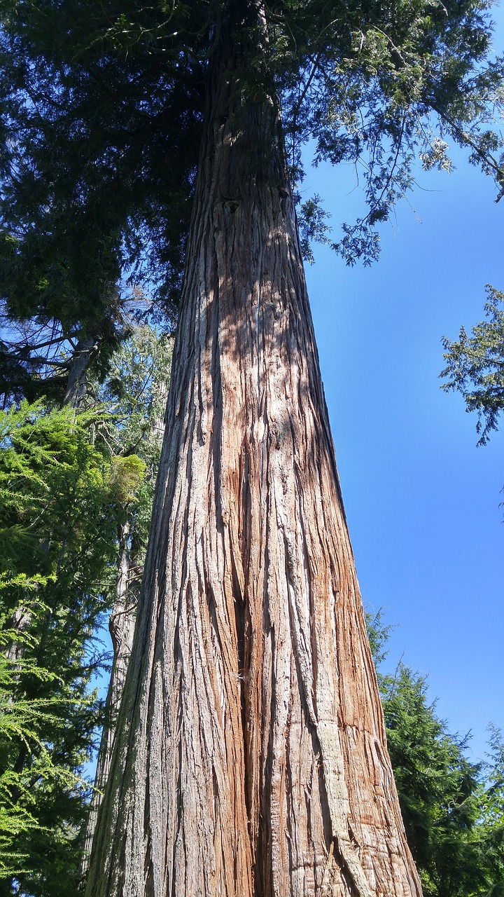 Giant,douglas fir,nature,free pictures, free photos - free image from ...