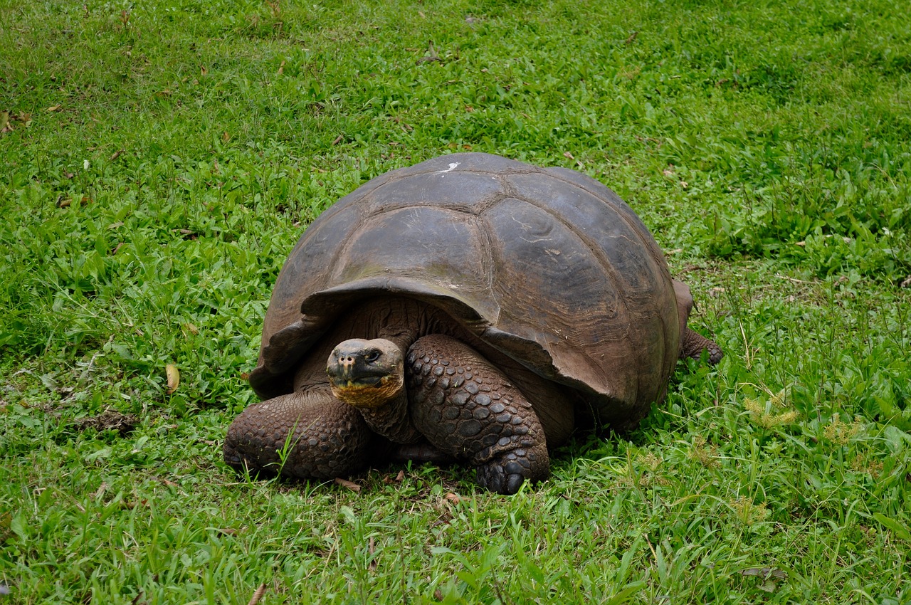giant tortoise turtle free photo